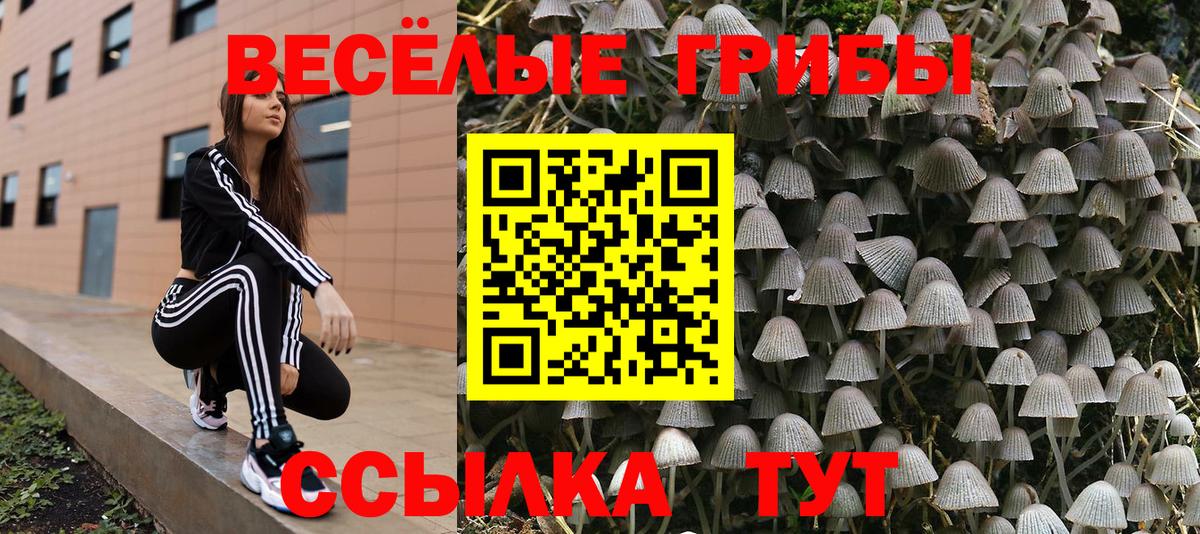 Шадринск  Псилоцибиновые грибы Psilocybe  Вход с VPN  Галлюциногенные грибы Psilocybe 