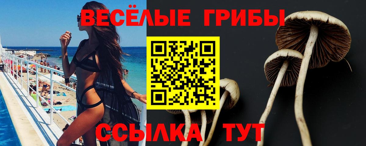 Псилоцибиновые грибы Psilocybe Шадринск